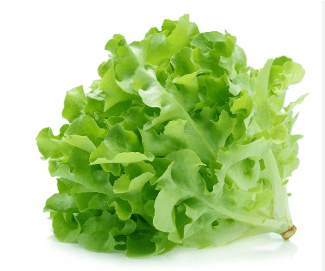 Green Oak Lettuce